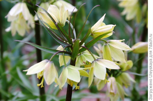 Рябчик императорский Raddeana