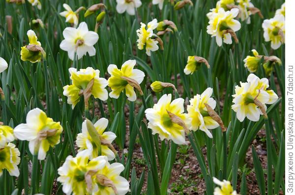 Цветут махровые нарциссы 18 марта