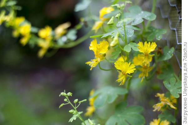 Настурция иноземная. Фото с сайта gardenersworld.com