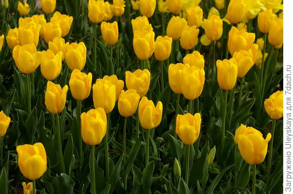 Тюльпан садовый сорт Golden Tycoon