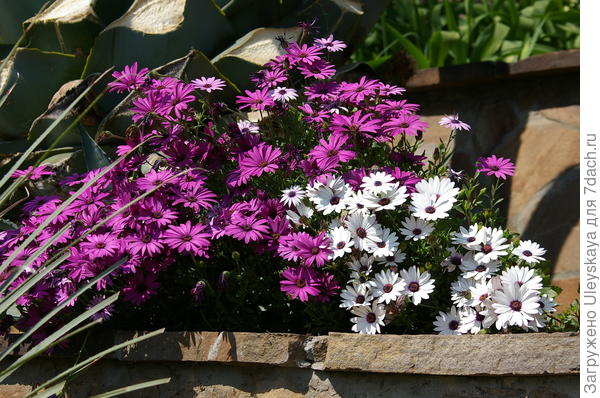 Цветущий остеоспермум 22 апреля 2018 года в открытом грунте, ЮБК