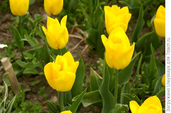 Фотографии красно-желтых тюльпанов