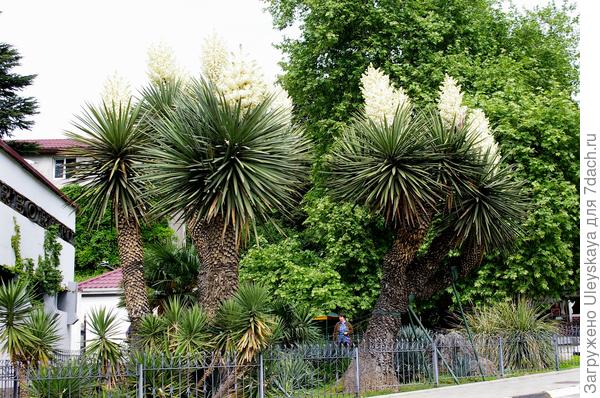Цветут юкки у входа в Арборетум Никитского ботанического сада, 13 мая 2018 г.
