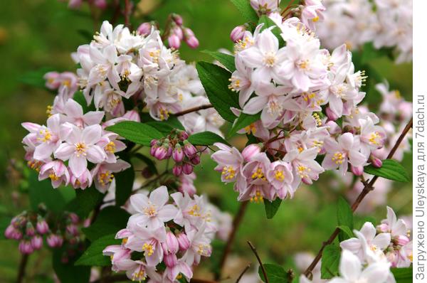 Дейция гибридная Deutzia x hybrida Perl Rose