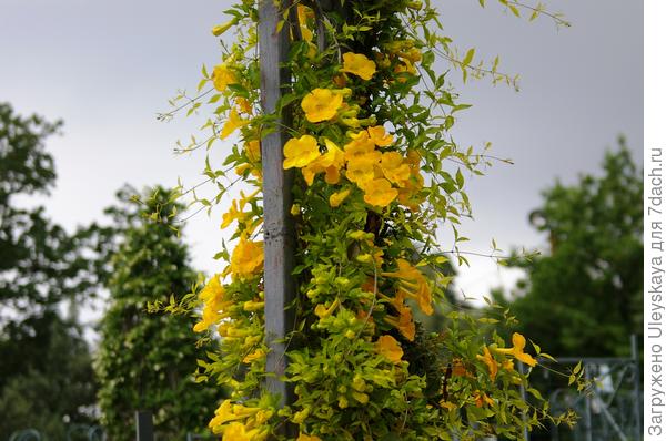 Макфадиена коготковая или бигнония коготковая на арке