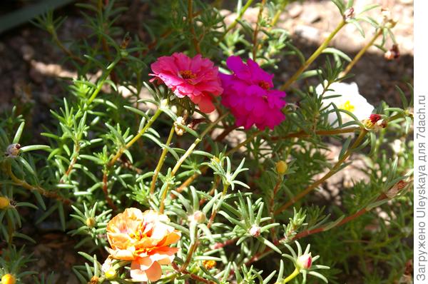 Портулак крупноцветковый