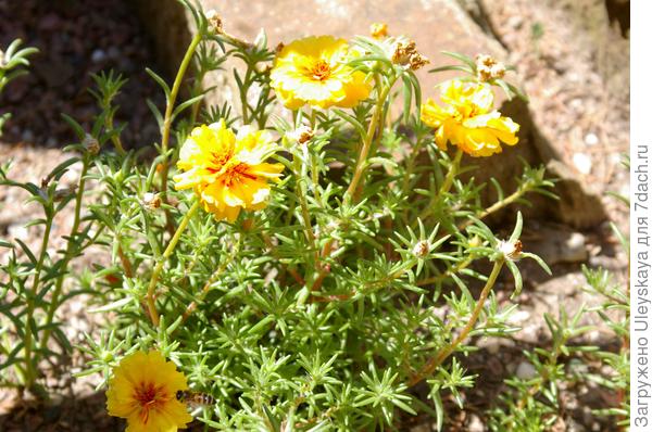 Портулак крупноцветковый в рокарии