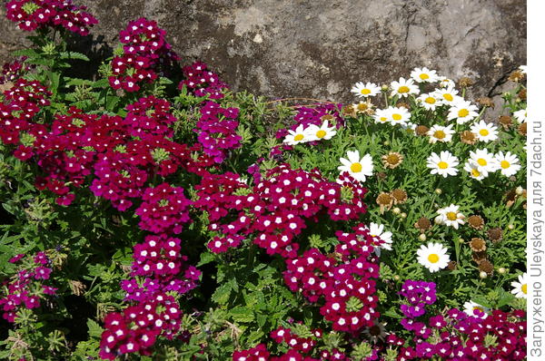 Вербена гибридная