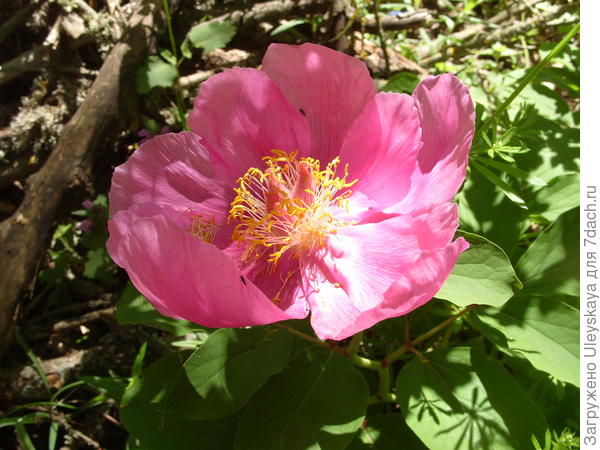 Пион крымский в мае