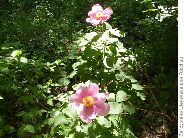 Общий вид цветущего пиона крымского