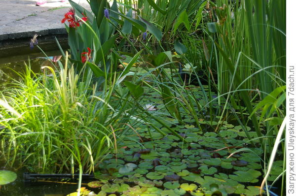 Цветущая канна в водоеме