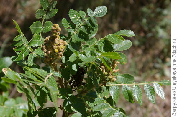 Сумах дубильный, фото автора