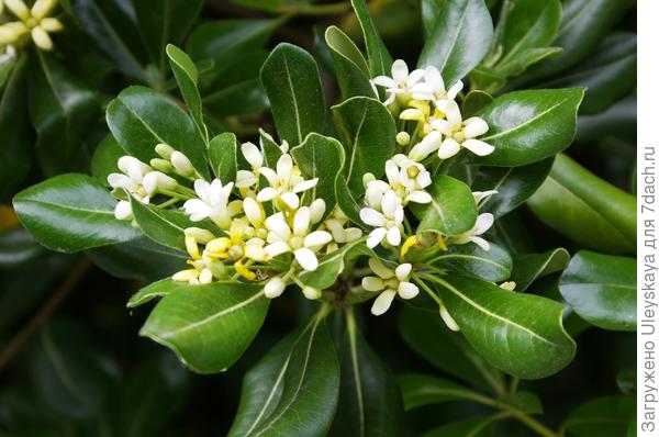 Цветки смолосемянника Тобира пахнут ванилью и жасмином