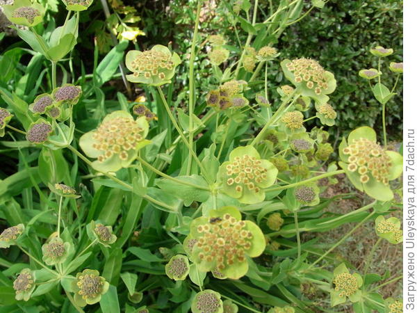 Володушка угловая. Фото с сайта randonnees-fleurs-pyrenees.fr