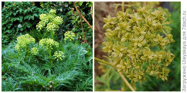 Молопоспермум пелопонесский, внешний вид. Фото с сайта specialplants.net. Он в плодоношении. Фото с сайта amazon.co.uk