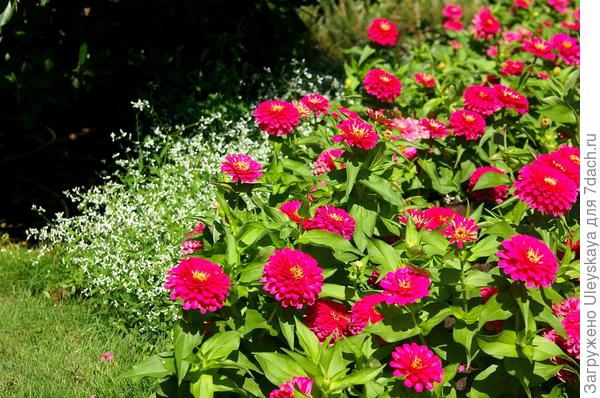 Молочай гибридный и циннии