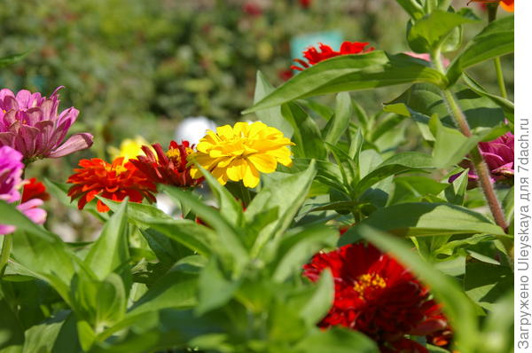 Цветут циннии, ЮБК