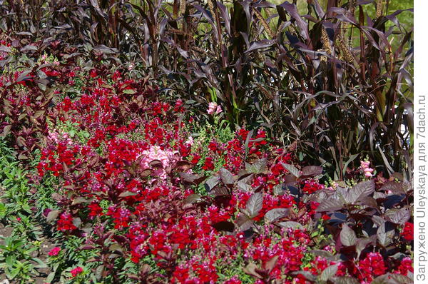 Миксбордер с альтернантерой