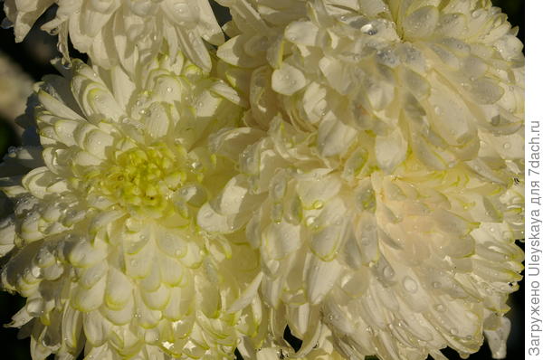 Хризантема сорт Zembla White на осеннем балу в Никите, 2016 год