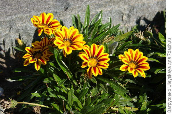 Гацания в Алупке