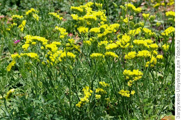 Статица выямчатая