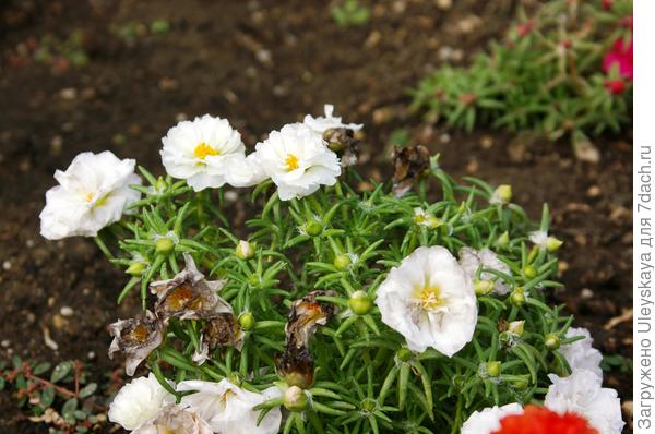 Цветущий портулак