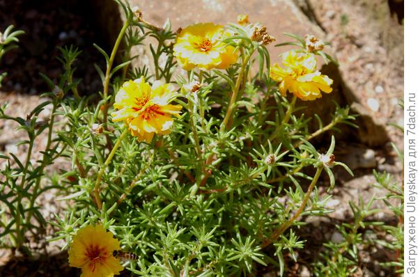 Цветущий портулак