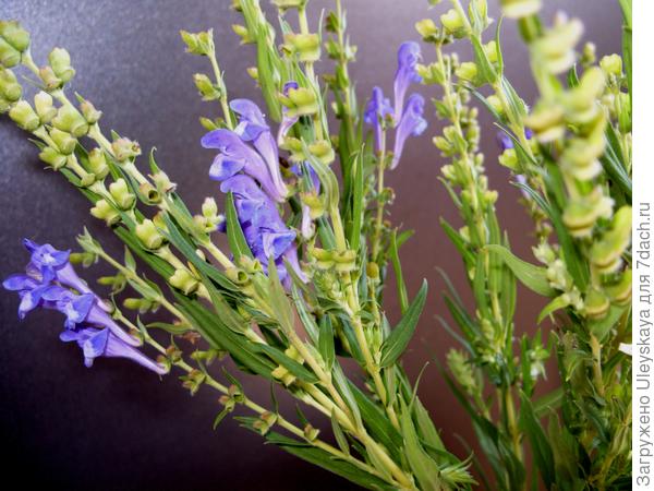 Шлемник байкальский, его цветоносные побеги крупным планом