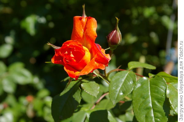 роза сорт westerland в полуроспуске