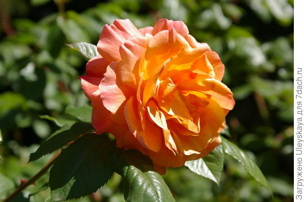 роза сорт westerland