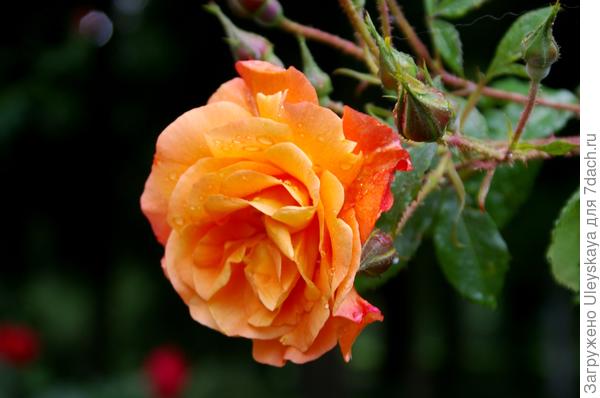 роза сорт westerland