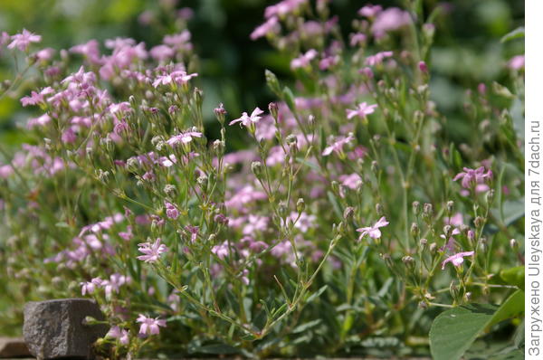 Гипсофила изящная