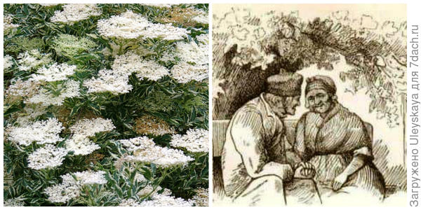 Бузина черная, пестролистная форма, фото автора. Рисунок к сказке Х. Андерсен Бузинная матушка. Фото с сайта frigato.ru