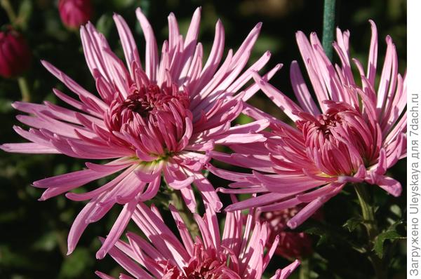 Сорт Anastasia Star Pink, фото автора