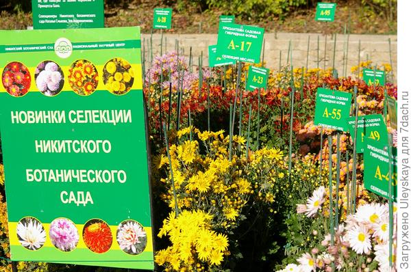 Фрагмент представления гибридных форм на балу, фото автора