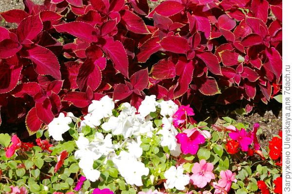 Колеус и бальзамины