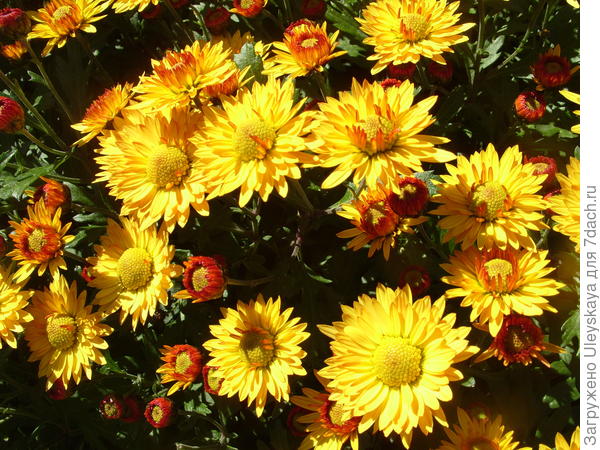 Хризантема Золотой улей селекции Никитского ботанического сада