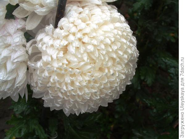 Сорт Milka white, был на выставке только в 2014 году