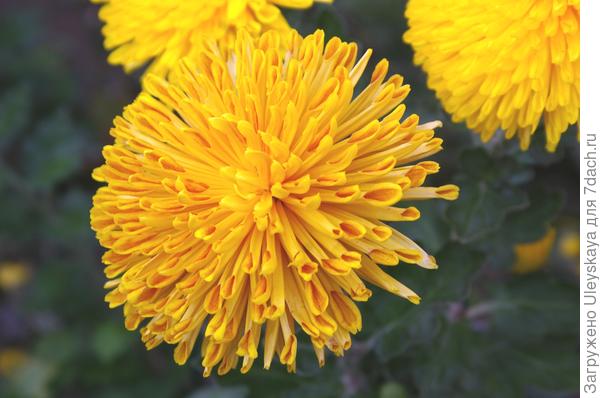 Сорт Natasha на выставке прошлого года