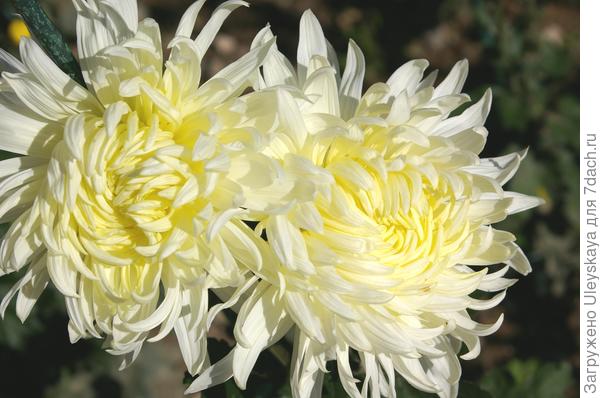 Сорт Andre на выставке этого года