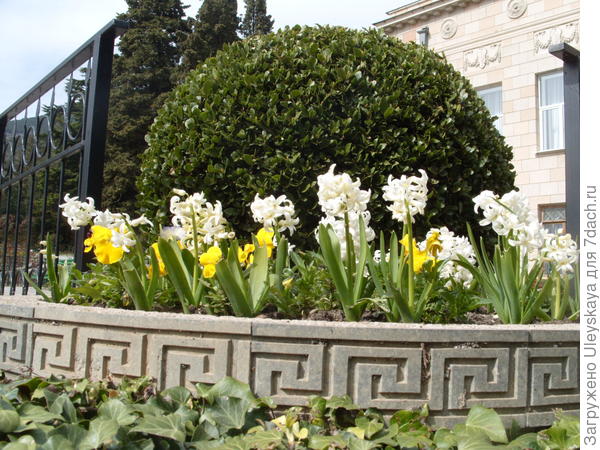 Белые гиацинты и желтая виола