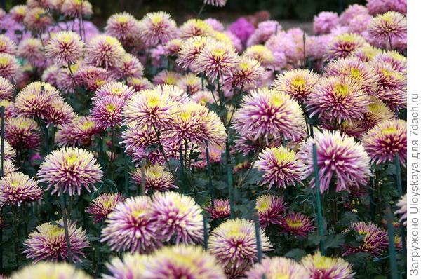 Вчерашний сорт Baltasar. Его не букет, а целая куртина в подарок.