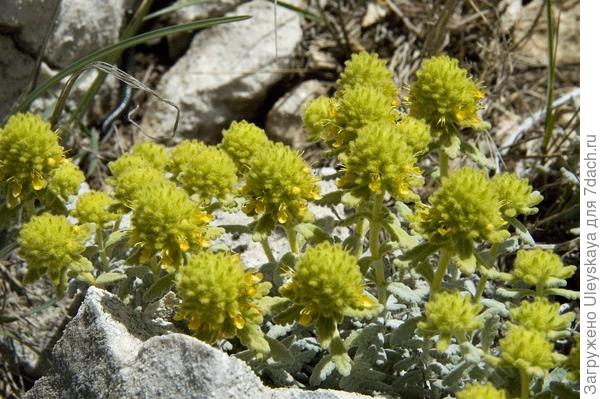Дубровник беловойлочный var. aureum. Фото с сайта freenatureimages.eu