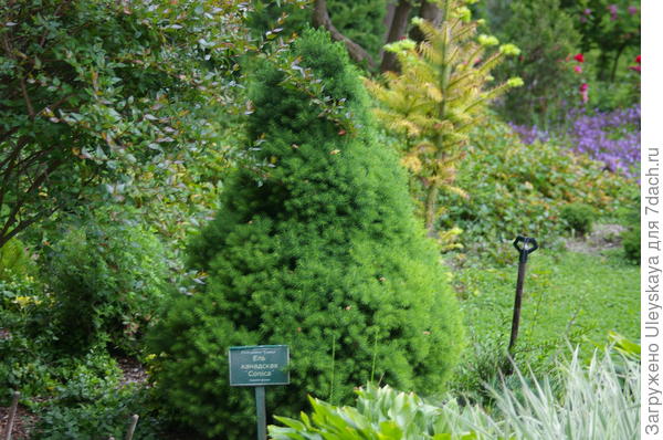 Ель канадская Conica - редкий безупречный экземпляр