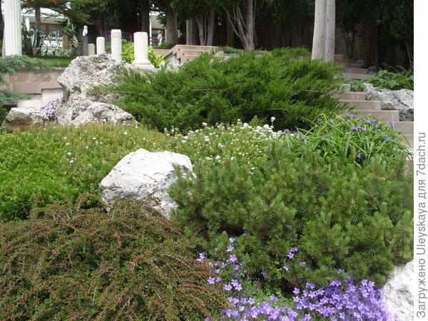 Сосна горная в рокарии