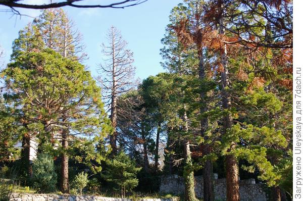 Остатки рощи секвойядендрона гигантского на Монтедоре