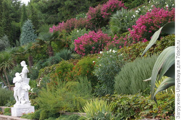 Гранат обыкновенный Nana в центре террасированного сада, фото автора