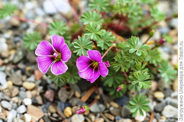 Кислица девятилистная Rosea. Фото с сайта macgardens.org