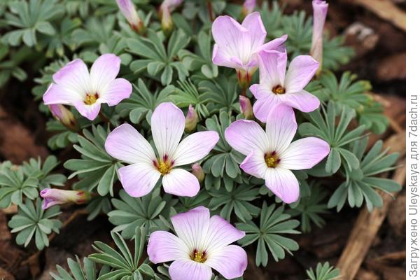 Кислица железистолистная. Фото с сайта plantsam.com