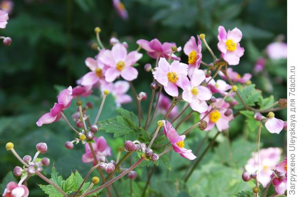 Анемона хубэйская разн японская